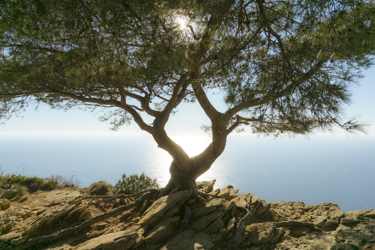 Un pin ancré dans la roche surplombe la Méditerranée.
