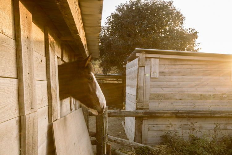 Un cheval photographi� de profil a juste sa t�te qui d�passe de son box