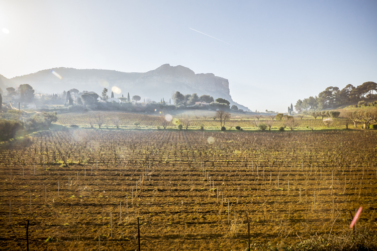 Les vignobles de Cassis par un matin d'hiver avec en arri�re plan les falaises de Cassis.
