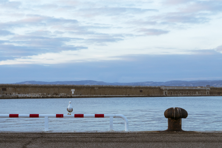 Un gabian semble prendre la pose pour la photo avec pour d�cor le Port Autonome de Marseille.