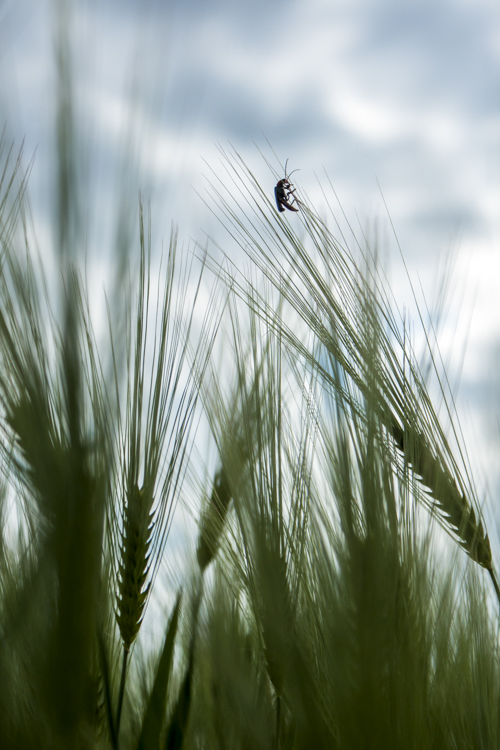 Un inssecte joue les équilibriste sur un épi de blé dans un champs.
