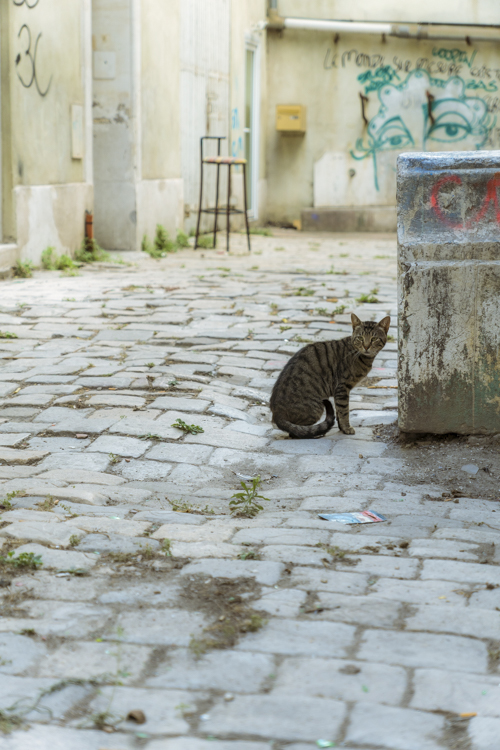 Un chat dans une ruelle pavée monte la garde.