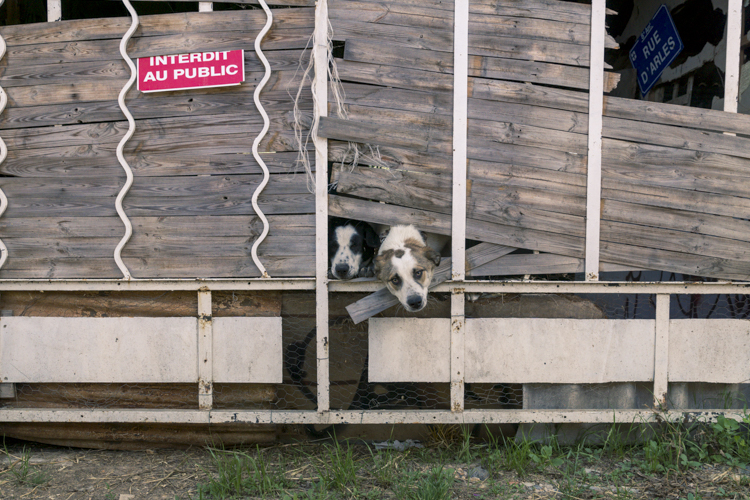 Deux chiens passent leurs têtes par un petit trou dans un portail.