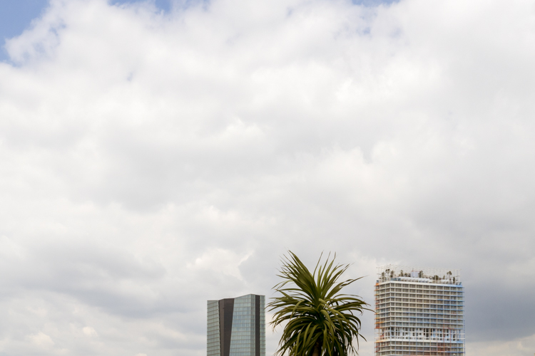 Un palmier pris en photo entre la tour CMA-CGM et la tour Méditerranée.