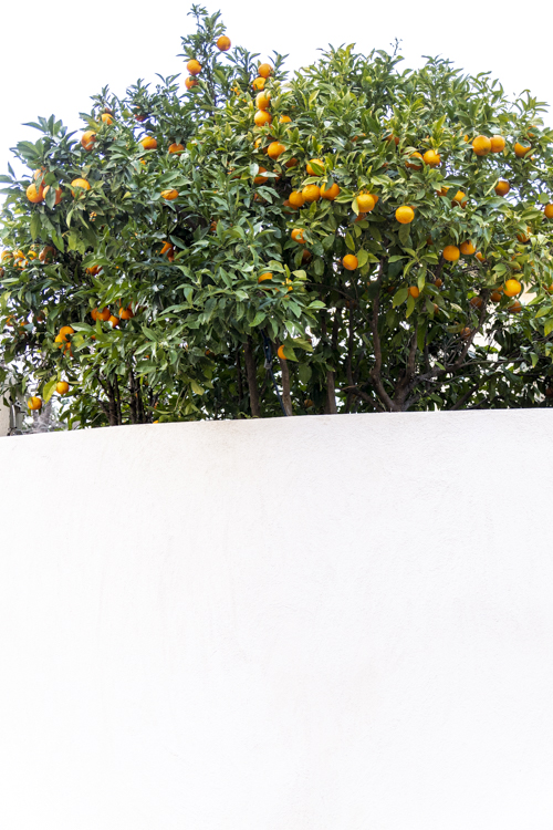 Un clémentinier remplit de ses fruit dépassant d'un mur blanc