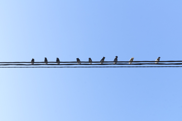 Fil d'actualité, Dans la rue, 04/01/2023 | Une dizaine de pigeons posée sur un fil électrique et photographiée de dessous.