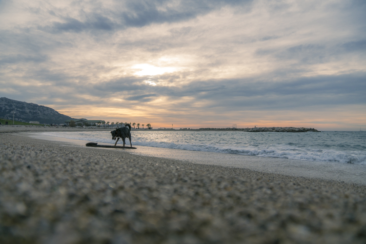 Un chien aboie sur un bâton échoué sur la plage de Bonneveine à Marseille.