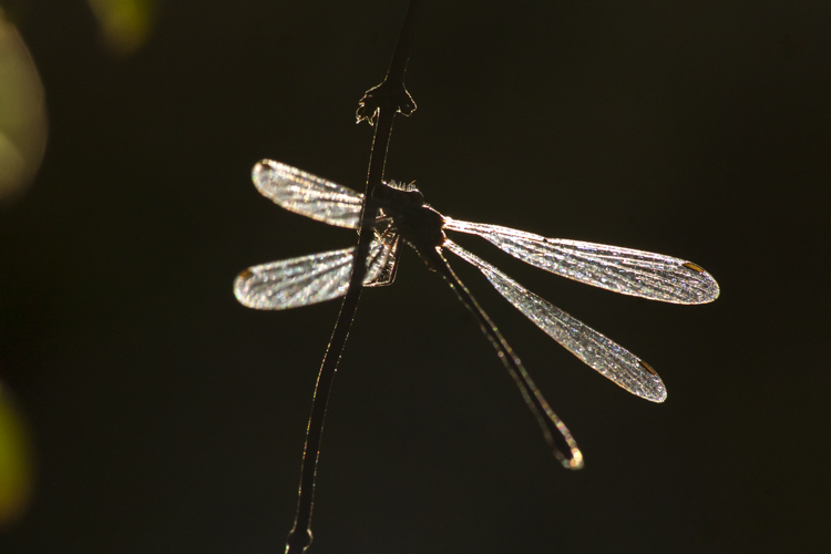 Une libellule photographiée à contre-jour où l'on distingue uniquement la silhouette et les ailes.